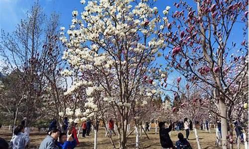 北京雕塑公园玉兰花_北京雕塑公园玉兰花什么时候开