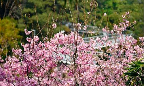 厦门狐尾山公园樱花谷什么时候开_厦门狐尾山樱花谷现在开花了吗